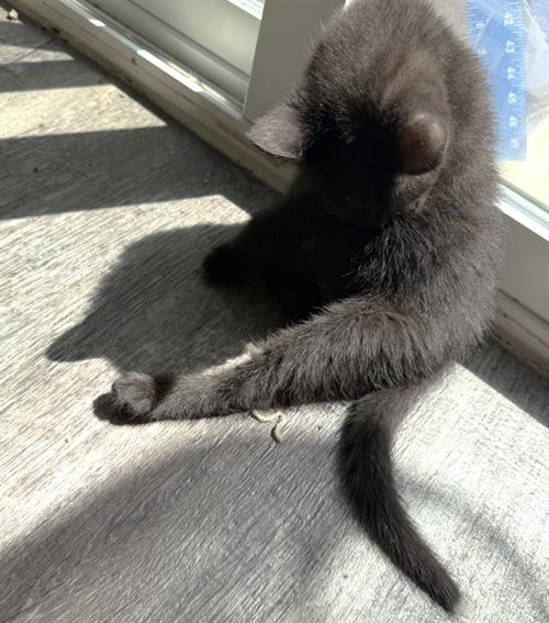 DUVALIN, Baby Domestic Short Hair (medium coat), cat for adoption in Fairfield, California