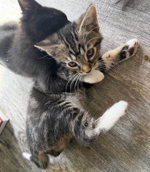 BROTHER BEAR, Baby Domestic Short Hair (medium coat), cat for adoption in Fairfield, California