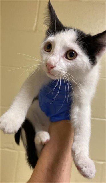 A735539, Baby Domestic Short Hair (medium coat), cat for adoption in Roseville, California