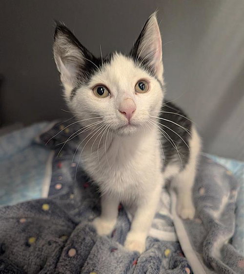 SUNFLOWER, Baby Domestic Short Hair (medium coat), cat for adoption in Fairfield, California