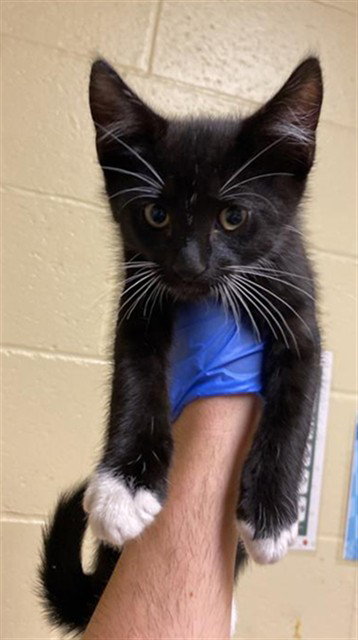 A735540, Baby Domestic Short Hair (medium coat), cat for adoption in Roseville, California