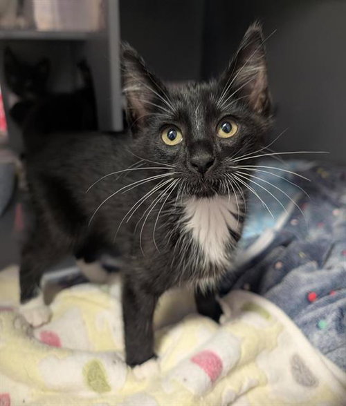 SESAME, Baby Domestic Short Hair (medium coat), cat for adoption in Fairfield, California