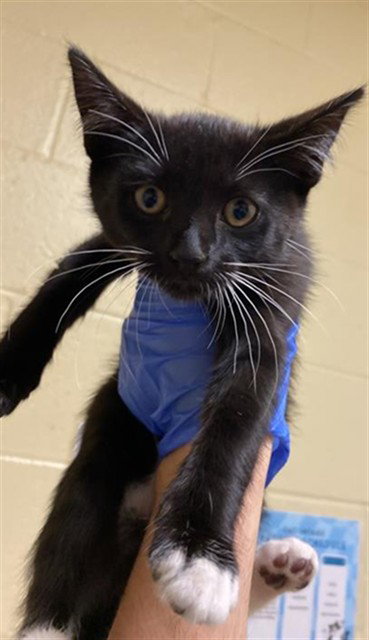 A735541, Baby Domestic Short Hair (medium coat), cat for adoption in Roseville, California
