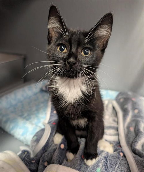 POPPY, Baby Domestic Short Hair (medium coat), cat for adoption in Fairfield, California