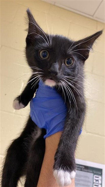 A735542, Baby Domestic Short Hair (medium coat), cat for adoption in Roseville, California