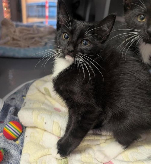 CHIA, Baby Domestic Short Hair (medium coat), cat for adoption in Fairfield, California