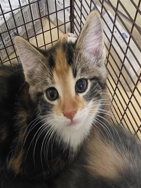 EUCLID, Baby Domestic Short Hair (medium coat), cat for adoption in Roseville, California
