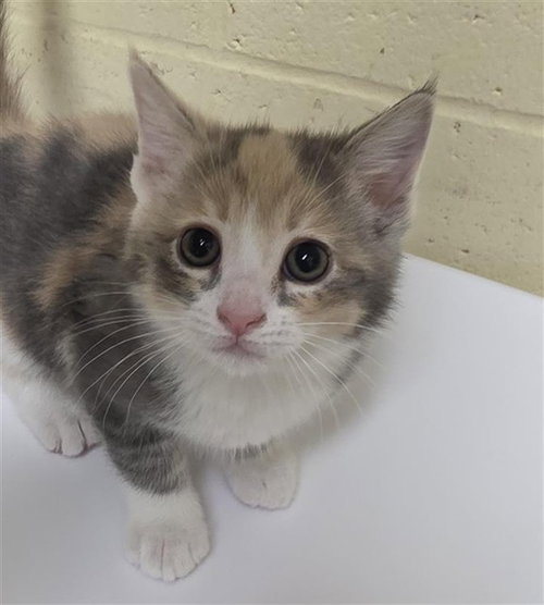 EDEN, Baby Domestic Short Hair (medium coat), cat for adoption in Roseville, California