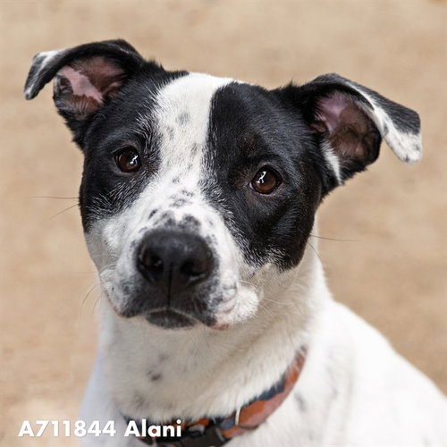 ALANI