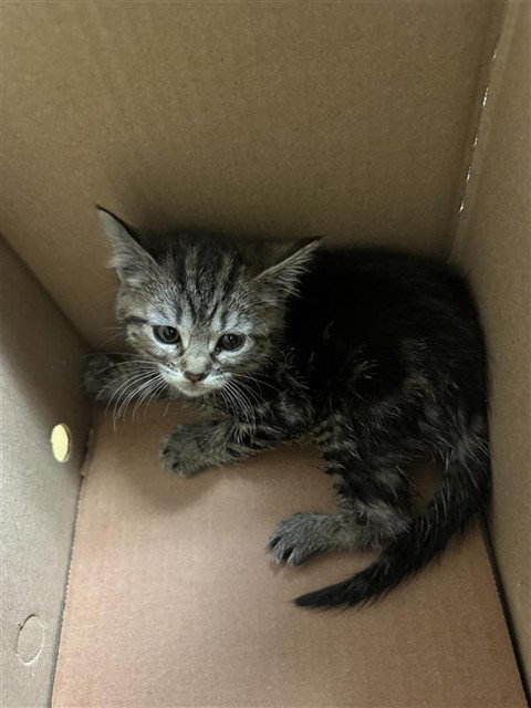 A734896, Baby Domestic Short Hair (medium coat), cat for adoption in Roseville, California