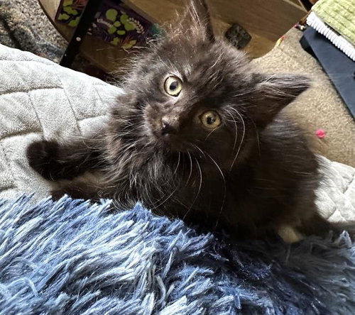 CALPERNIA, Baby Domestic Short Hair (medium coat), cat for adoption in Fairfield, California