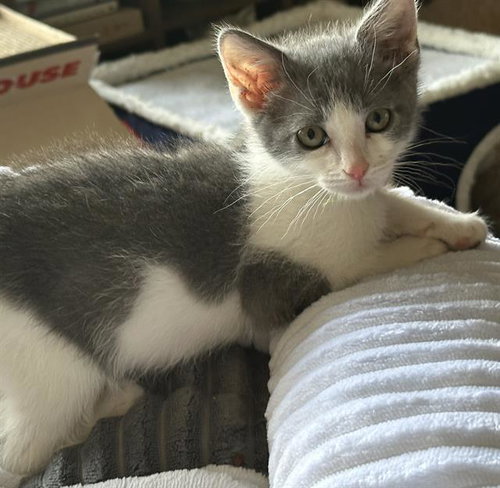 ATTICUS, Baby Domestic Short Hair (medium coat), cat for adoption in Fairfield, California