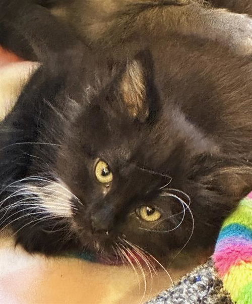MERLIN, Baby Domestic Short Hair (medium coat), cat for adoption in Fairfield, California