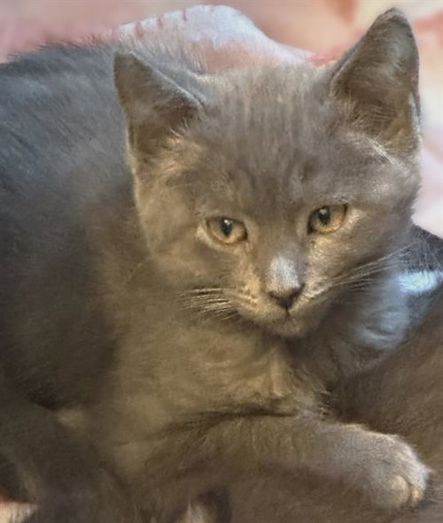 GRANT, Baby Domestic Short Hair (medium coat), cat for adoption in Fairfield, California