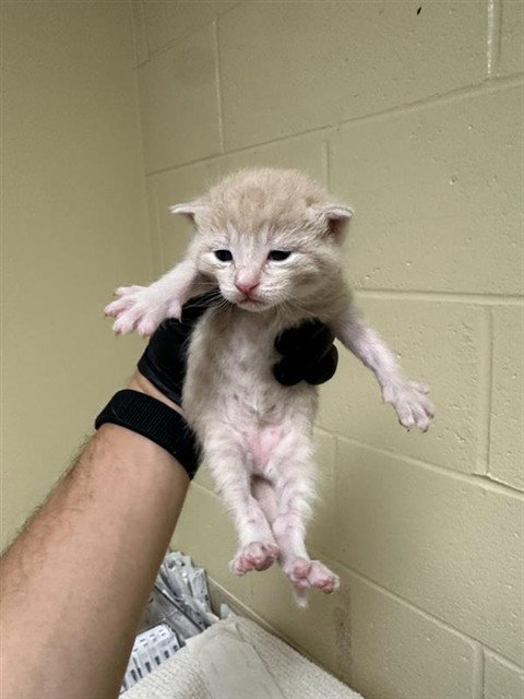 MANADRINE, Baby Domestic Short Hair (medium coat), cat for adoption in Fairfield, California