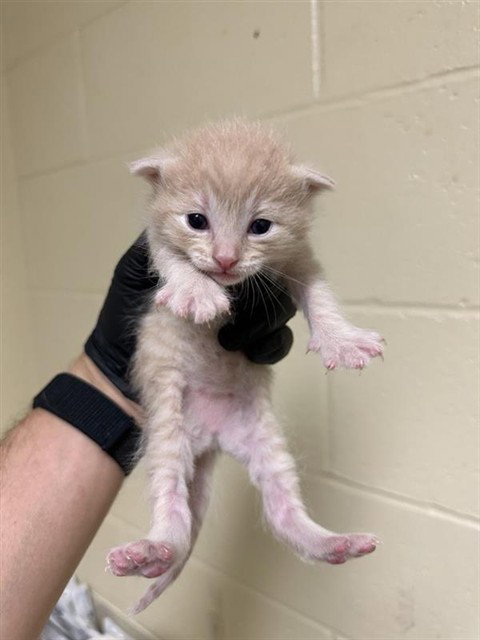 VALENCIA, Baby Domestic Short Hair (medium coat), cat for adoption in Fairfield, California