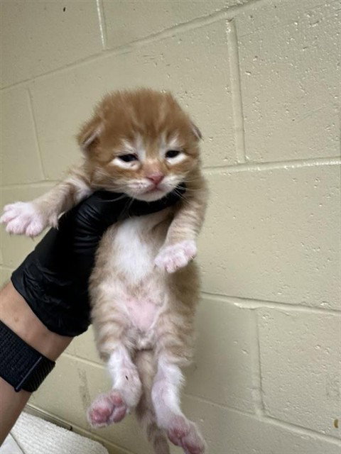 TANGELO, Baby Domestic Short Hair (medium coat), cat for adoption in Fairfield, California