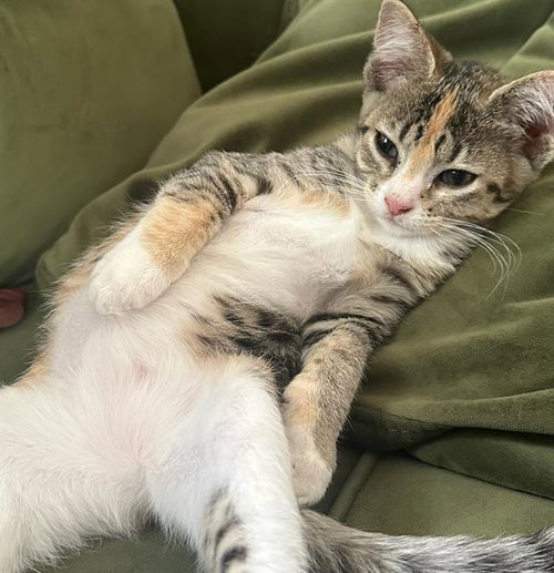 ZARA, Baby Domestic Short Hair (medium coat), cat for adoption in Fairfield, California