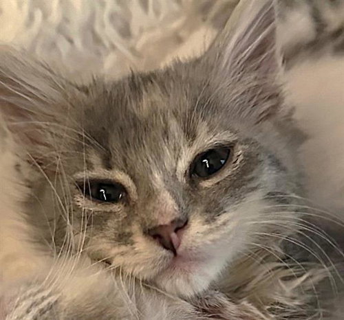 STEVIE, Baby Domestic Short Hair (medium coat), cat for adoption in Fairfield, California