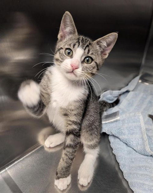 TIMMY, Baby Domestic Short Hair (medium coat), cat for adoption in Fairfield, California