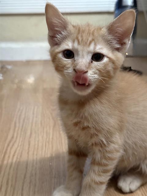 GARFIELD, Baby Domestic Short Hair (medium coat), cat for adoption in Fairfield, California