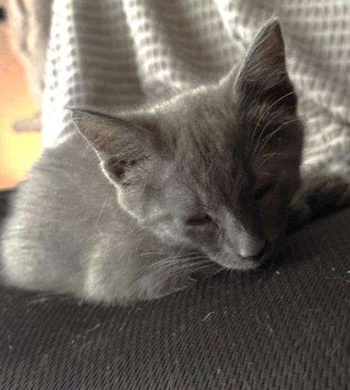 SCARP, Baby Domestic Short Hair (medium coat), cat for adoption in Fairfield, California