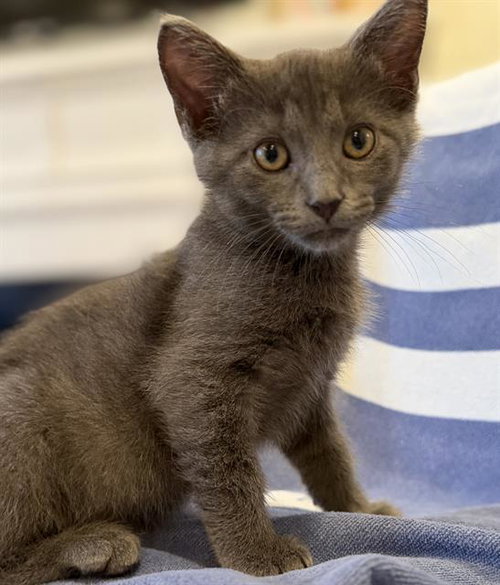 BEAU, Baby Domestic Short Hair (medium coat), cat for adoption in Fairfield, California
