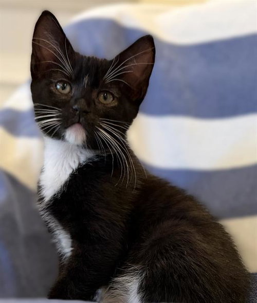 BONNIE, Baby Domestic Short Hair (medium coat), cat for adoption in Fairfield, California
