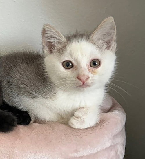 CHIP, Baby Domestic Short Hair (medium coat), cat for adoption in Fairfield, California