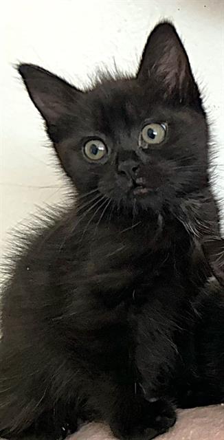 FRANIE, Baby Domestic Short Hair (medium coat), cat for adoption in Fairfield, California