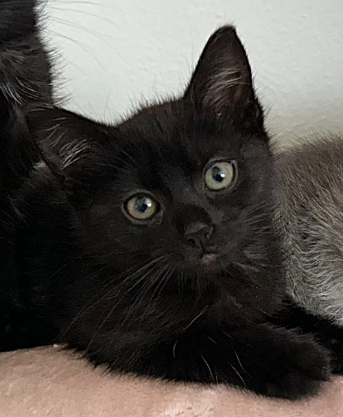 SHILOH, Baby Domestic Short Hair (medium coat), cat for adoption in Fairfield, California