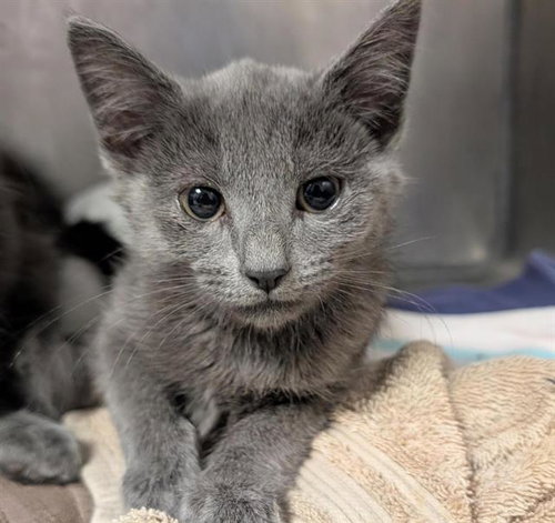 CHARLIE, Baby Domestic Short Hair (medium coat), cat for adoption in Fairfield, California