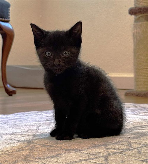 BARRY, Baby Domestic Short Hair (medium coat), cat for adoption in Fairfield, California