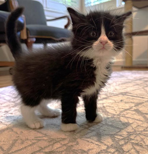 BIG BOY, Baby Domestic Short Hair (medium coat), cat for adoption in Fairfield, California