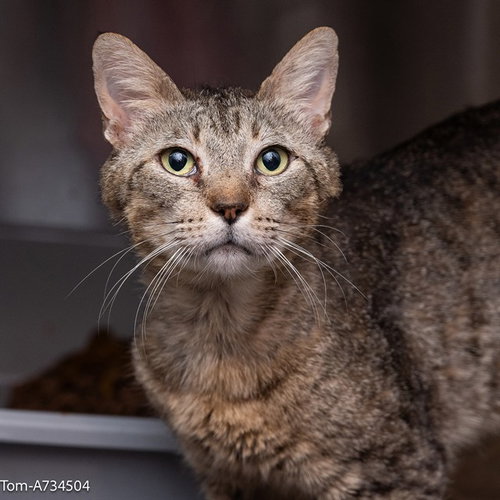 TOM, Adult Domestic Short Hair (medium coat), cat for adoption in Pittsburg, California