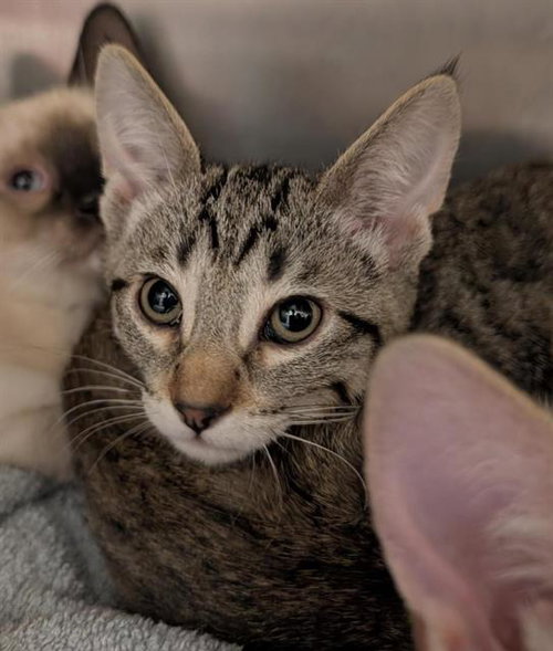 CANNOLI, Baby Domestic Short Hair (medium coat), cat for adoption in Fairfield, California
