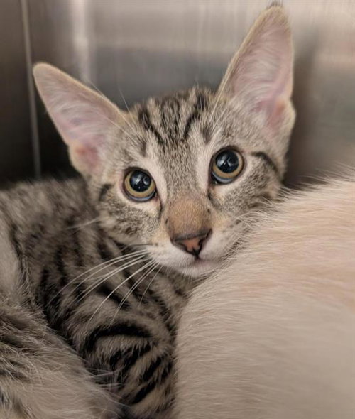 MUFFIN, Baby Domestic Short Hair (medium coat), cat for adoption in Fairfield, California