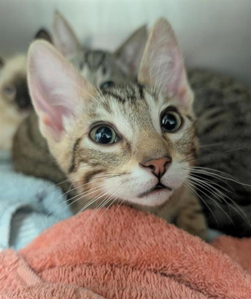 CINNABON, Baby Domestic Short Hair (medium coat), cat for adoption in Fairfield, California