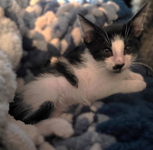 TUXEDO