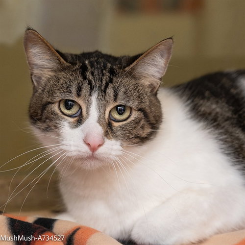 MUSHMUSH, Adult Domestic Short Hair (medium coat), cat for adoption in Pittsburg, California