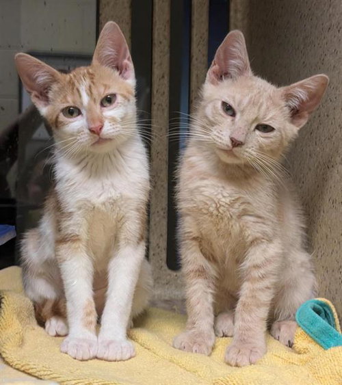 TANGIE, Baby Domestic Short Hair (medium coat), cat for adoption in Sacramento, California