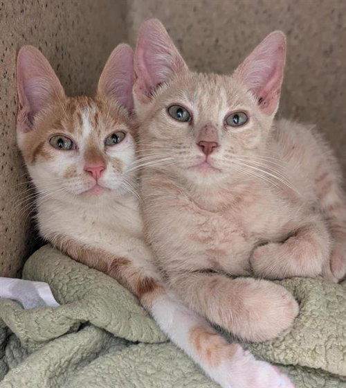 TANGO, Baby Domestic Short Hair (medium coat), cat for adoption in Sacramento, California
