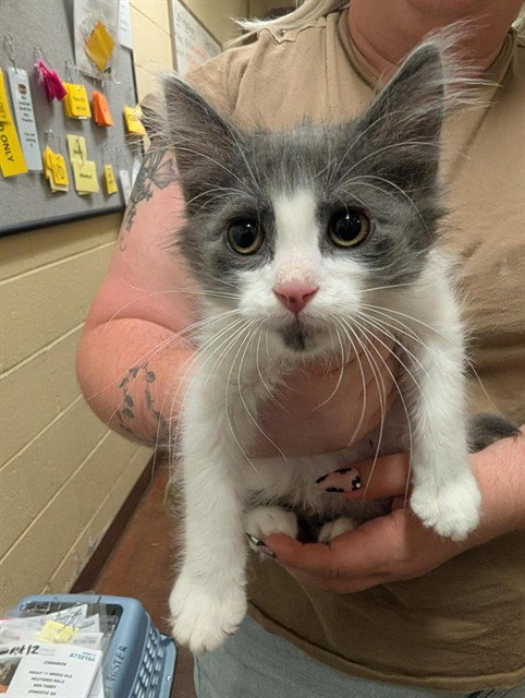CHIA, Baby Domestic Short Hair (medium coat), cat for adoption in Sacramento, California