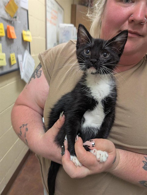 WALNUT, Baby Domestic Short Hair (medium coat), cat for adoption in Sacramento, California