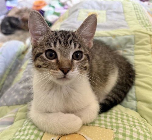 DAPHNE