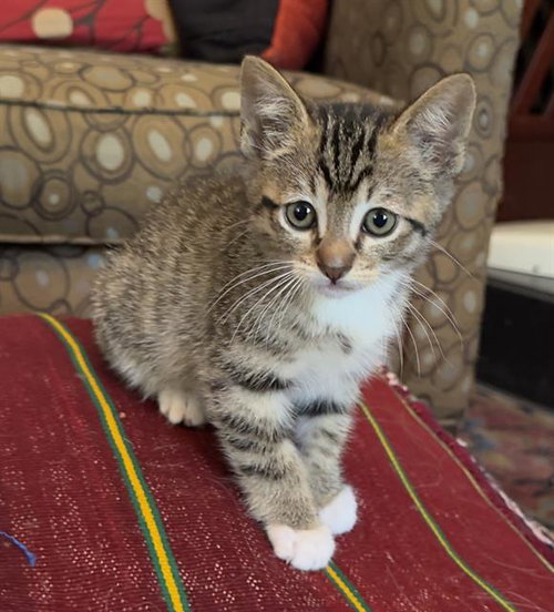 SPIDER, Baby Domestic Short Hair (medium coat), cat for adoption in Lincoln, California