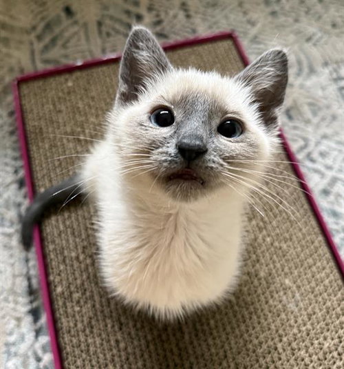 FIONA