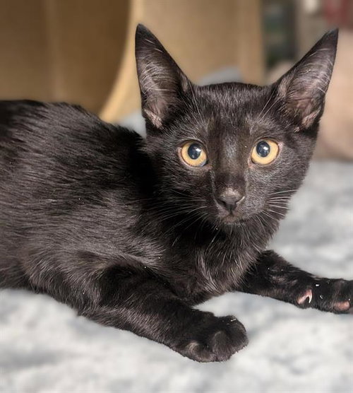 PALMIER, Baby Domestic Short Hair (medium coat), cat for adoption in Sacramento, California