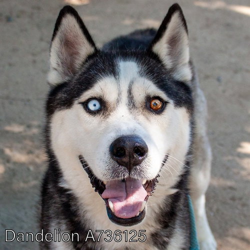 DANDELION, an adoptable Siberian Husky in Sacramento, CA
