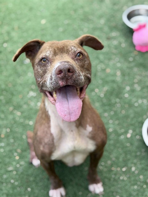 OLIVE, an adoptable American Staffordshire Terrier in Sacramento, CA